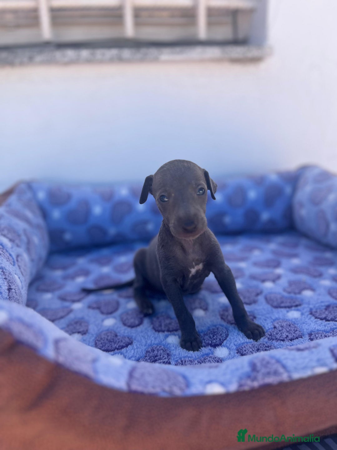 Whippet perros en venta: Whippet blue  - Imagen 40