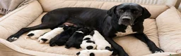 Pointer perros en venta: Pointer, cachorros de padres excelentes. - Anuncio 1