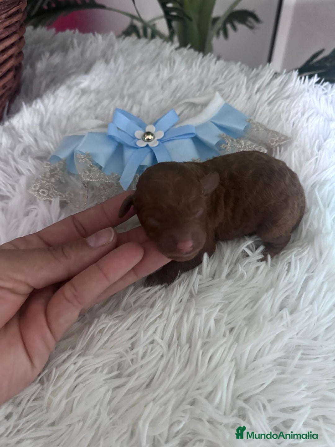 Caniche Toy perros en venta: CANICHE ROJO - Anuncio 12