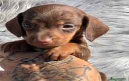 Teckel Miniatura perros en venta: Teckel Kaninchen  - Imagen 2