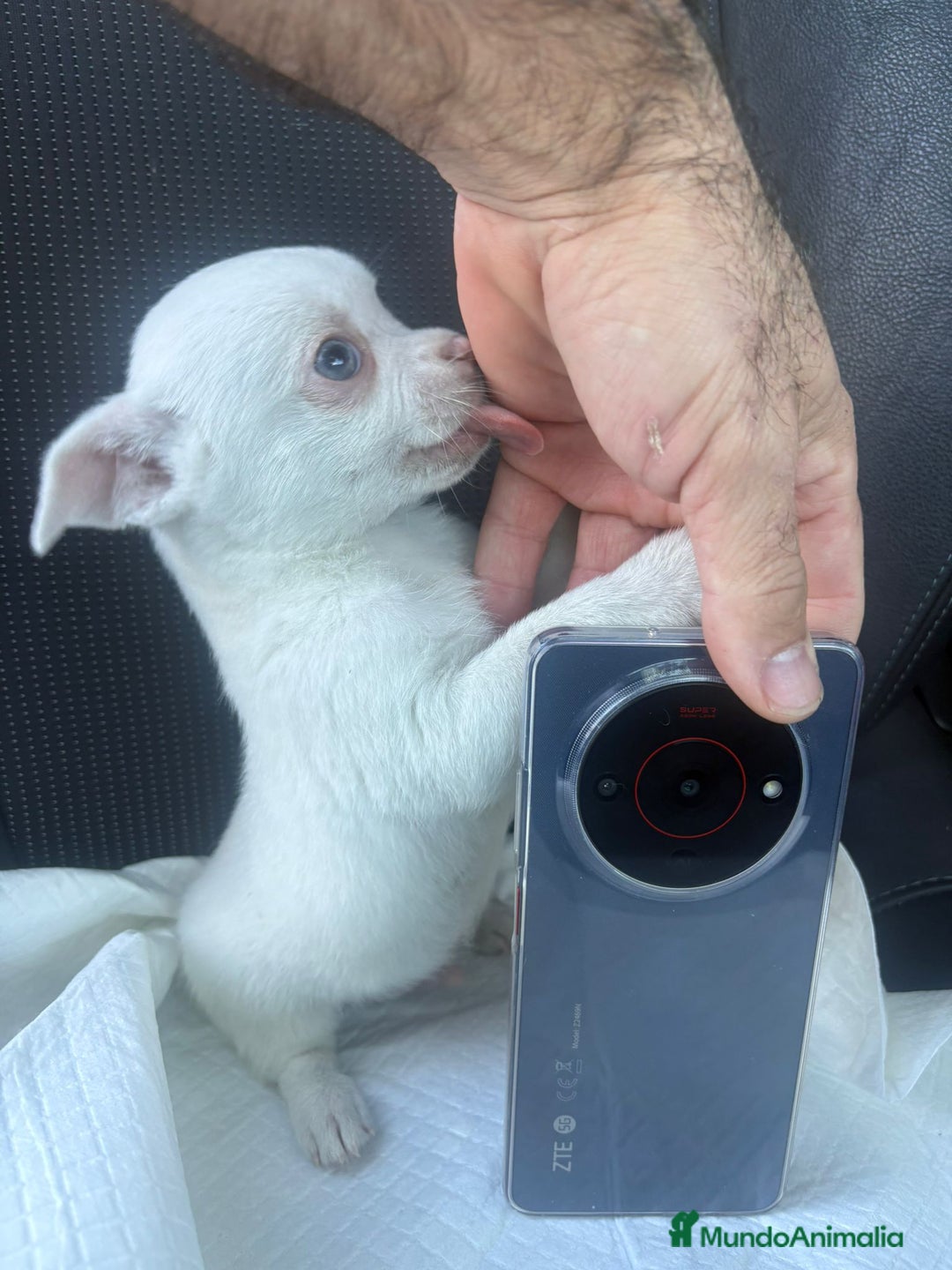 Chihuahua perros en venta: Chihuahua toy exclusivo - Anuncio 1