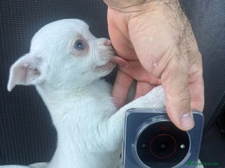 Chihuahua perros Chihuahua toy exclusivo - Anuncio 1