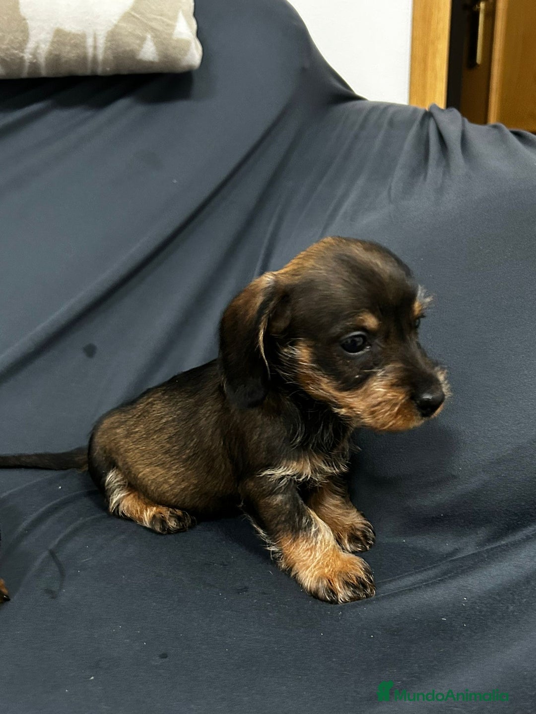 Teckel Miniatura perros en venta: Teckel mini pelo duro  - Anuncio 7