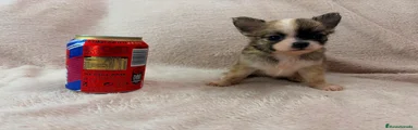Chihuahua 4