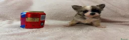Chihuahua perros en venta: Chihuahua - Anuncio 2