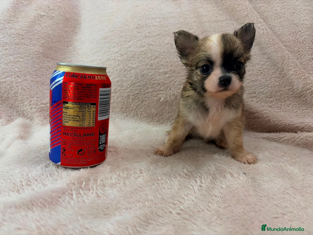 Chihuahua perros en venta: Chihuahua - Anuncio 2