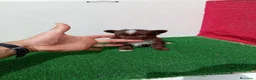 Chihuahua perros en venta: PRECIOSOS CHIHUAHUA RUSO Y ASIÁTICO - Anuncio 21