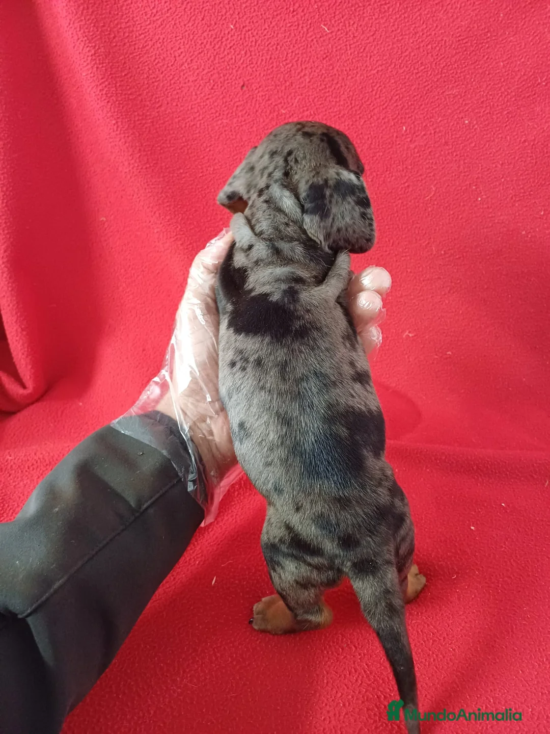 Teckel Miniatura perros en venta: Teckel Miniatura Arlequin  - Anuncio 4