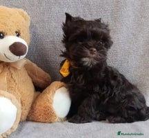 Yorkshire Terrier perros Cachorros Yorkshire chocolate Micro/Toy - Anuncio 3