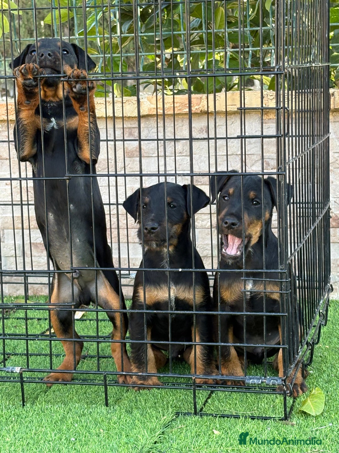 Terrier Alemán de Caza perros en venta: Cachorros Jagd terrier  - Anuncio 3