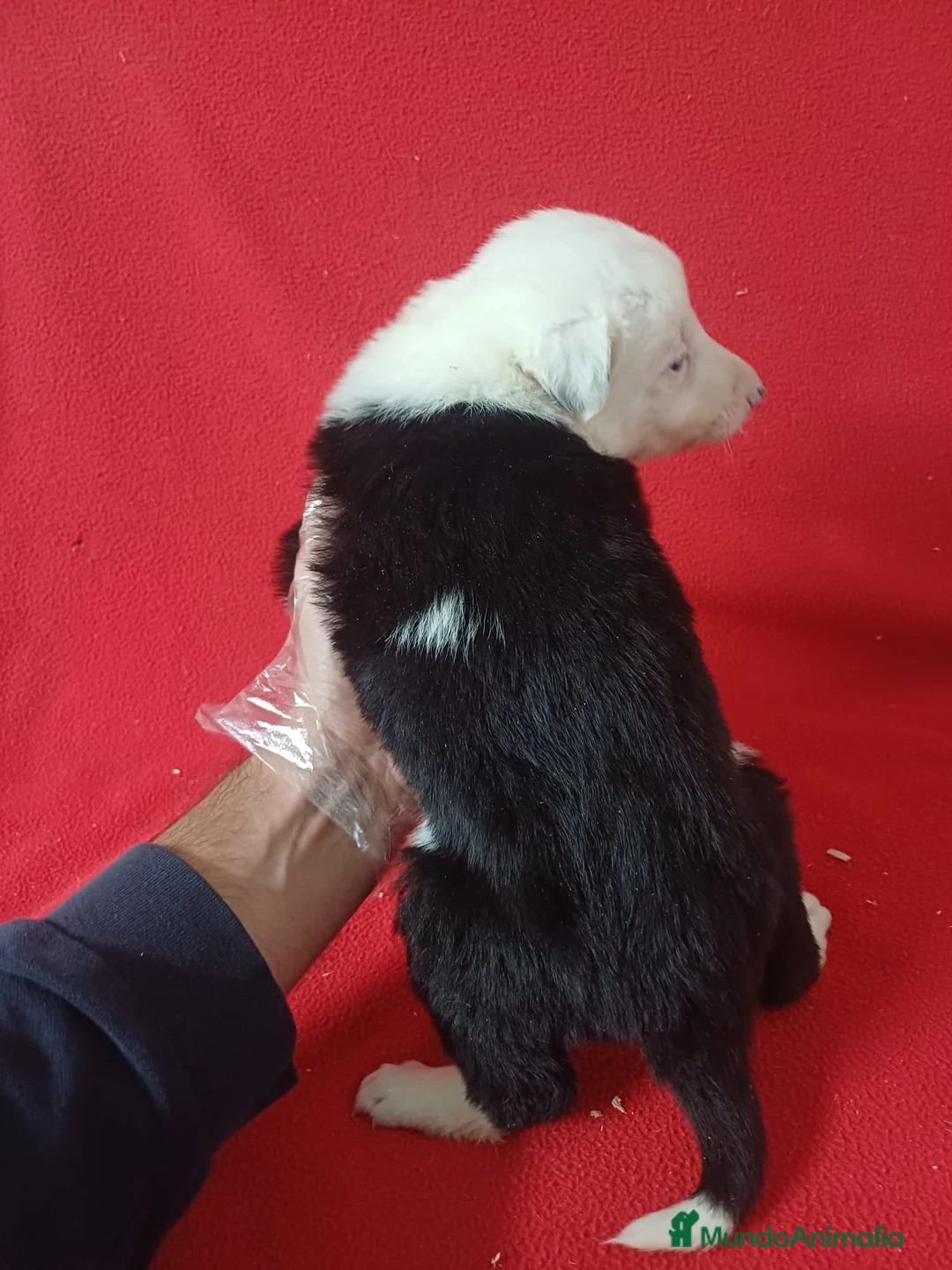 Border Collie perros en venta: Border Collie Blanco y Negro  - Anuncio 4