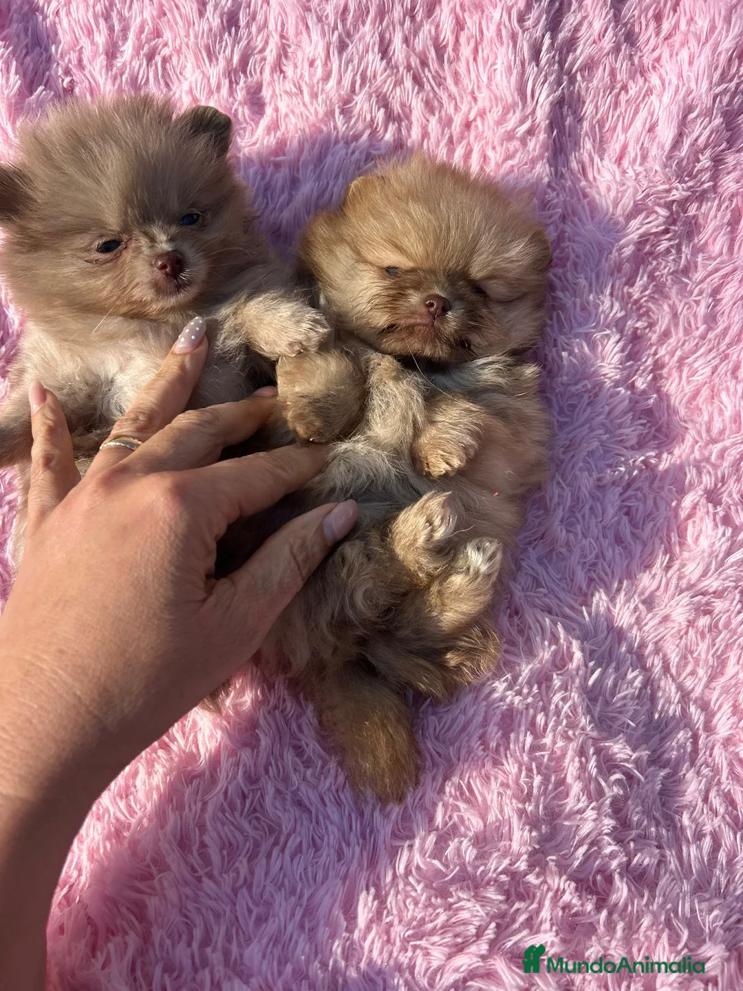 Pomerania perros en venta: Pomerania mini linea rusa  - Anuncio 2