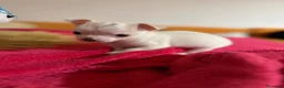 Chihuahua perros en venta: 🐾💕 ¡PEQUEÑITA, ENCANTADORA Y LISTA ❤️ - Anuncio 2