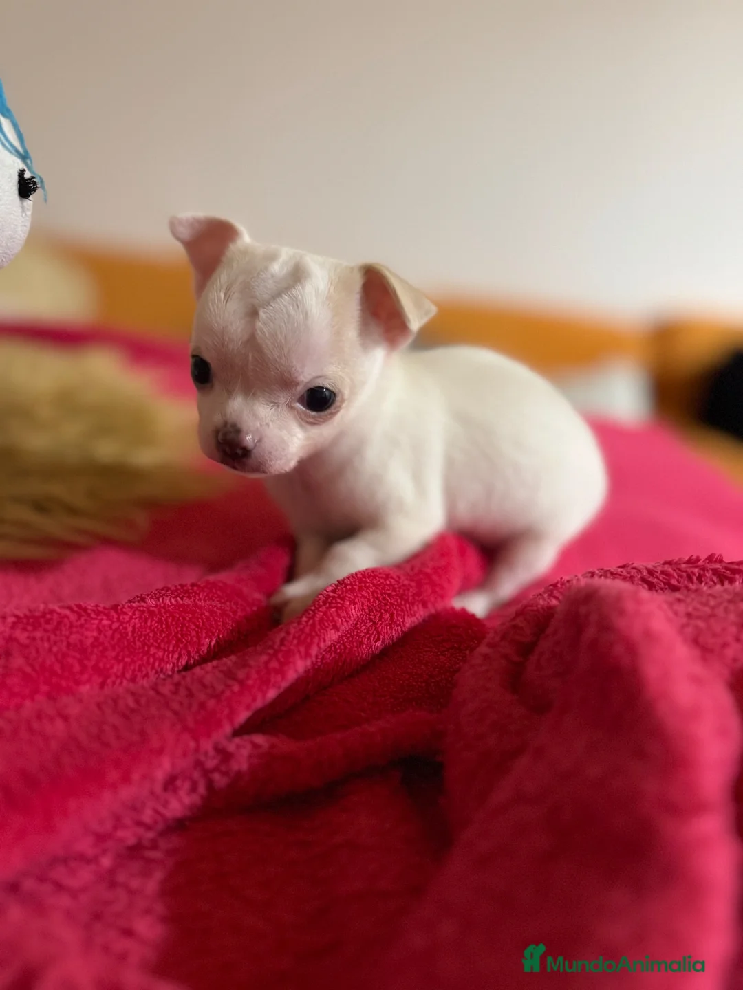 Chihuahua perros en venta: 🐾💕 ¡PEQUEÑITA, ENCANTADORA Y LISTA ❤️ - Anuncio 2