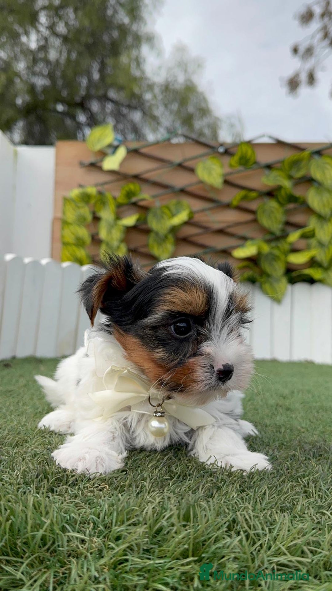 Yorkshire Terrier perros en venta: YORKSHIRE BIEWER - Anuncio 1
