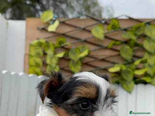 Yorkshire Terrier perros YORKSHIRE BIEWER - Anuncio 1