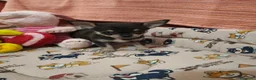 Chihuahua perros en venta: Chihuahua Toy - Anuncio 2