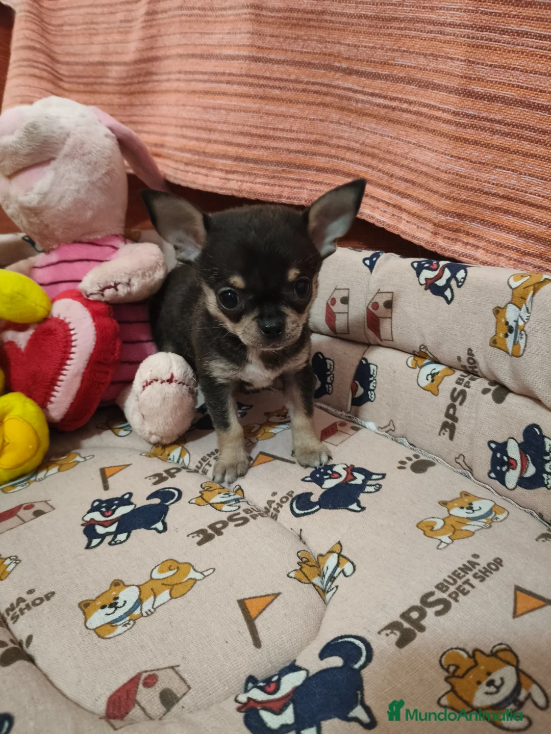 Chihuahua perros en venta: Chihuahua Toy - Anuncio 2