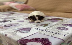 Jack Russell Terrier perros en venta: Jack Russell  - Imagen 12