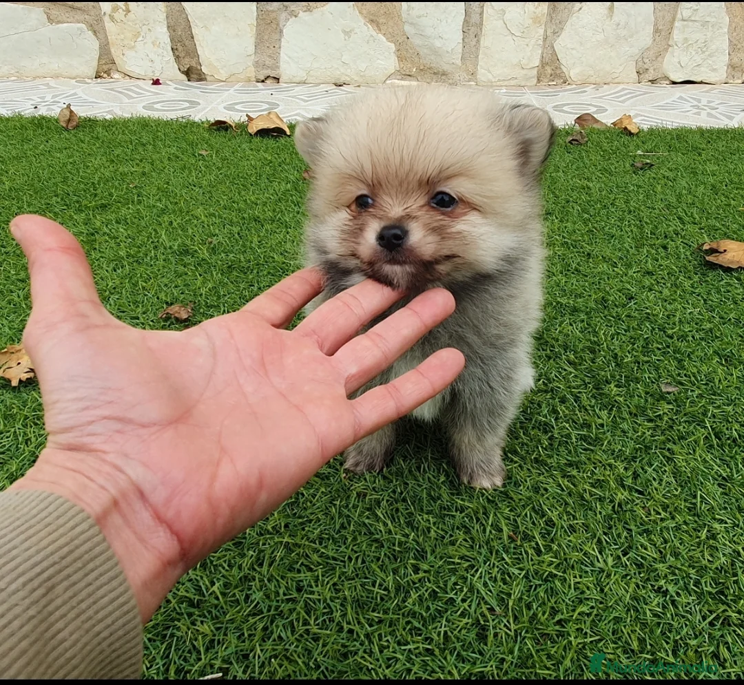 Pomerania perros en venta: Pomerania Mini Macho - Anuncio 2