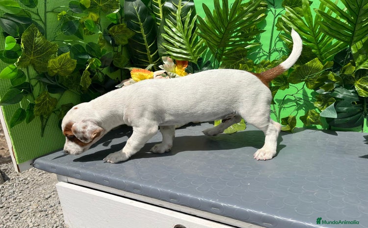 Jack Russell Terrier perros - Anuncio 7