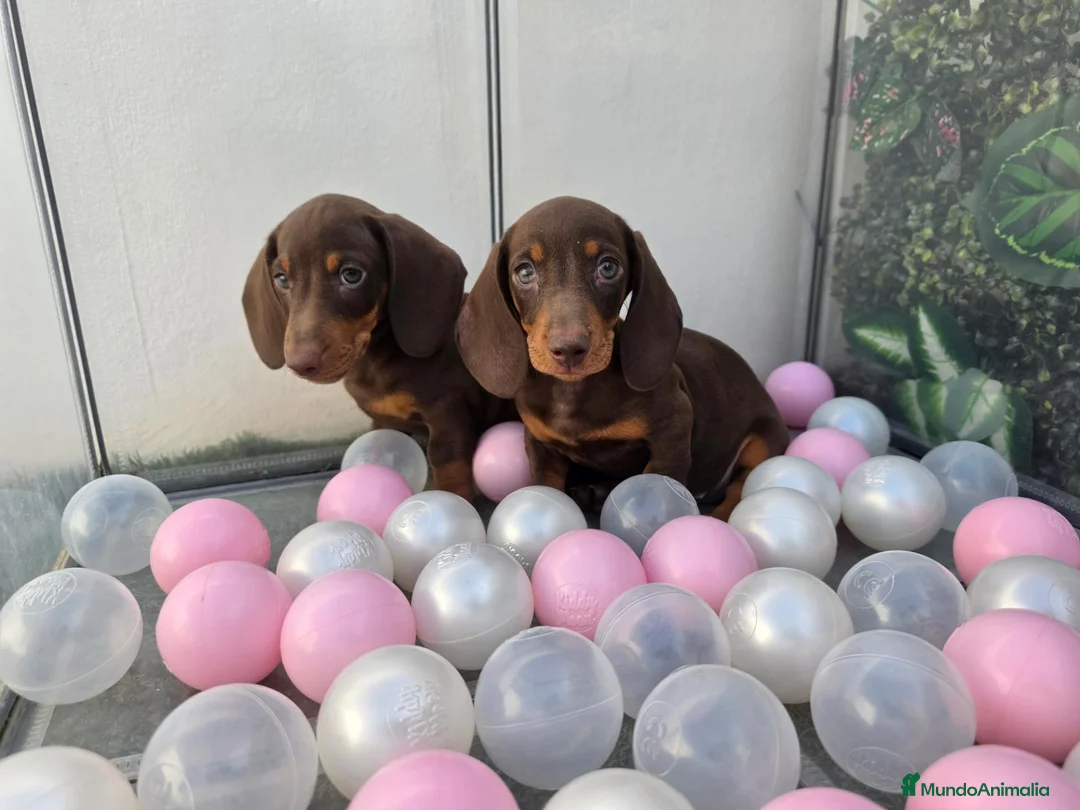 Teckel Miniatura perros en venta: TECKEL MINI CHOCOLATE - Anuncio 2