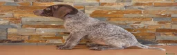 Braco Francés tipo Pirineos Talla Pequeña perros en venta: CACHORRA DE BRACO FRANCÉS DISPONIBLE - Anuncio 2