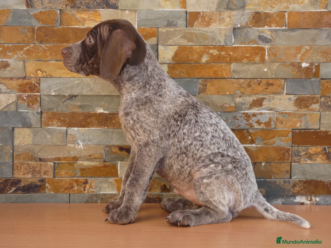 Braco Francés tipo Pirineos Talla Pequeña perros en venta: CACHORRA DE BRACO FRANCÉS DISPONIBLE - Anuncio 2