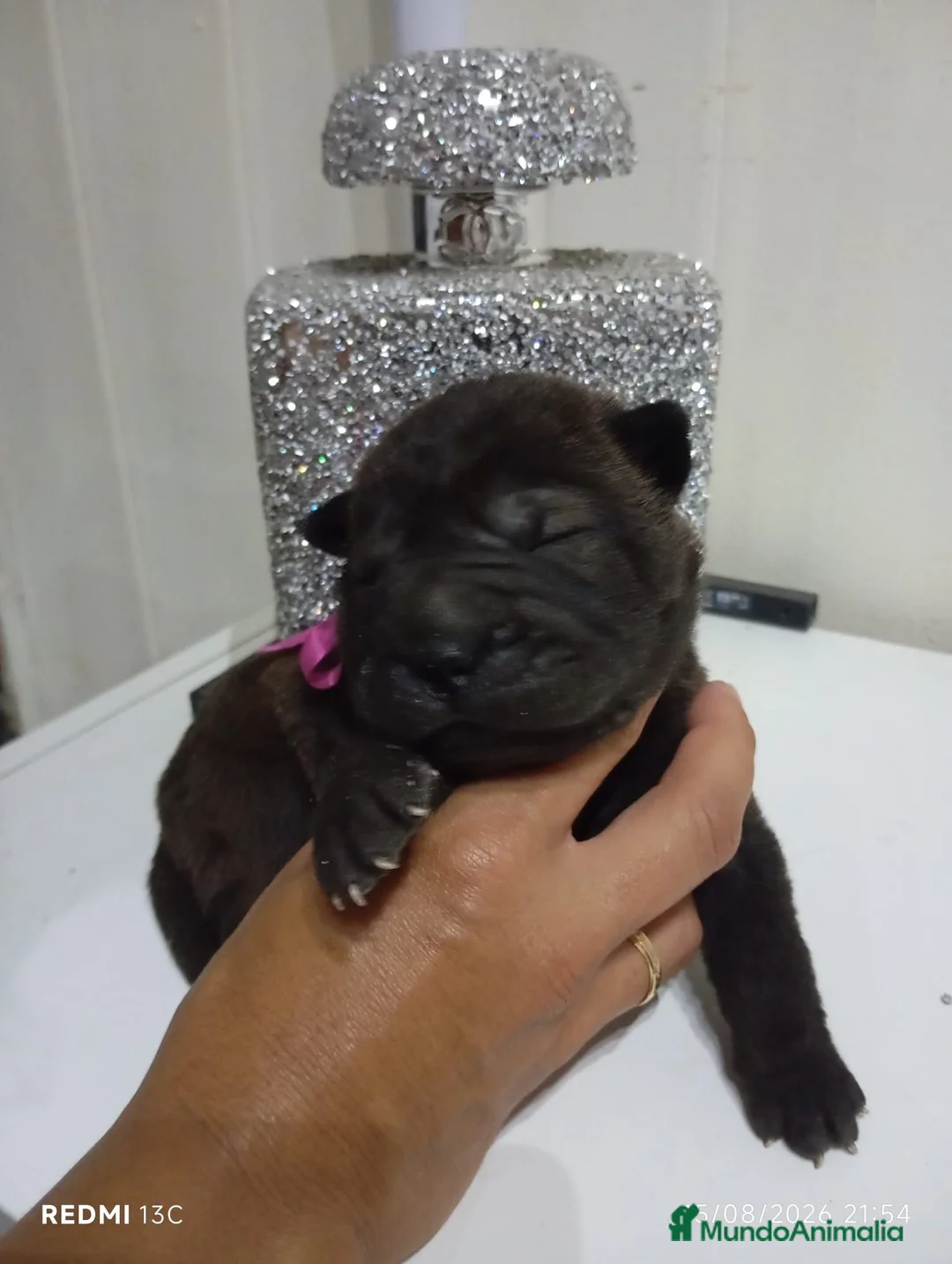 Shar Pei perros en venta: Se vende cachorros shar pei - Anuncio 2