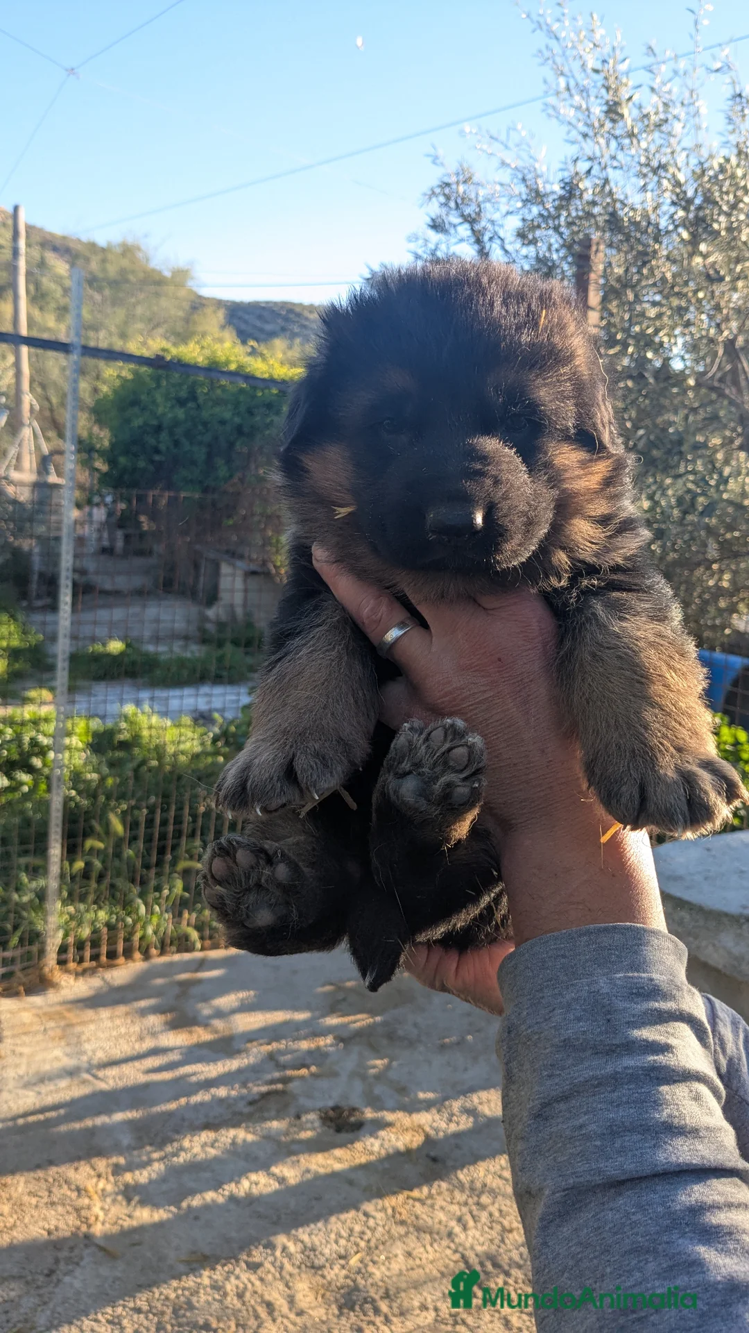 Pastor Alemán perros en venta: nueva camada 1 macho y dos hembras - Anuncio 2