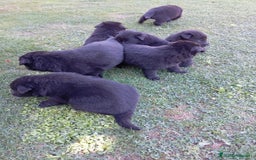 Pastor Belga Groenendael perros en venta: Camada de Pastor Belga Groenendael - Imagen 9