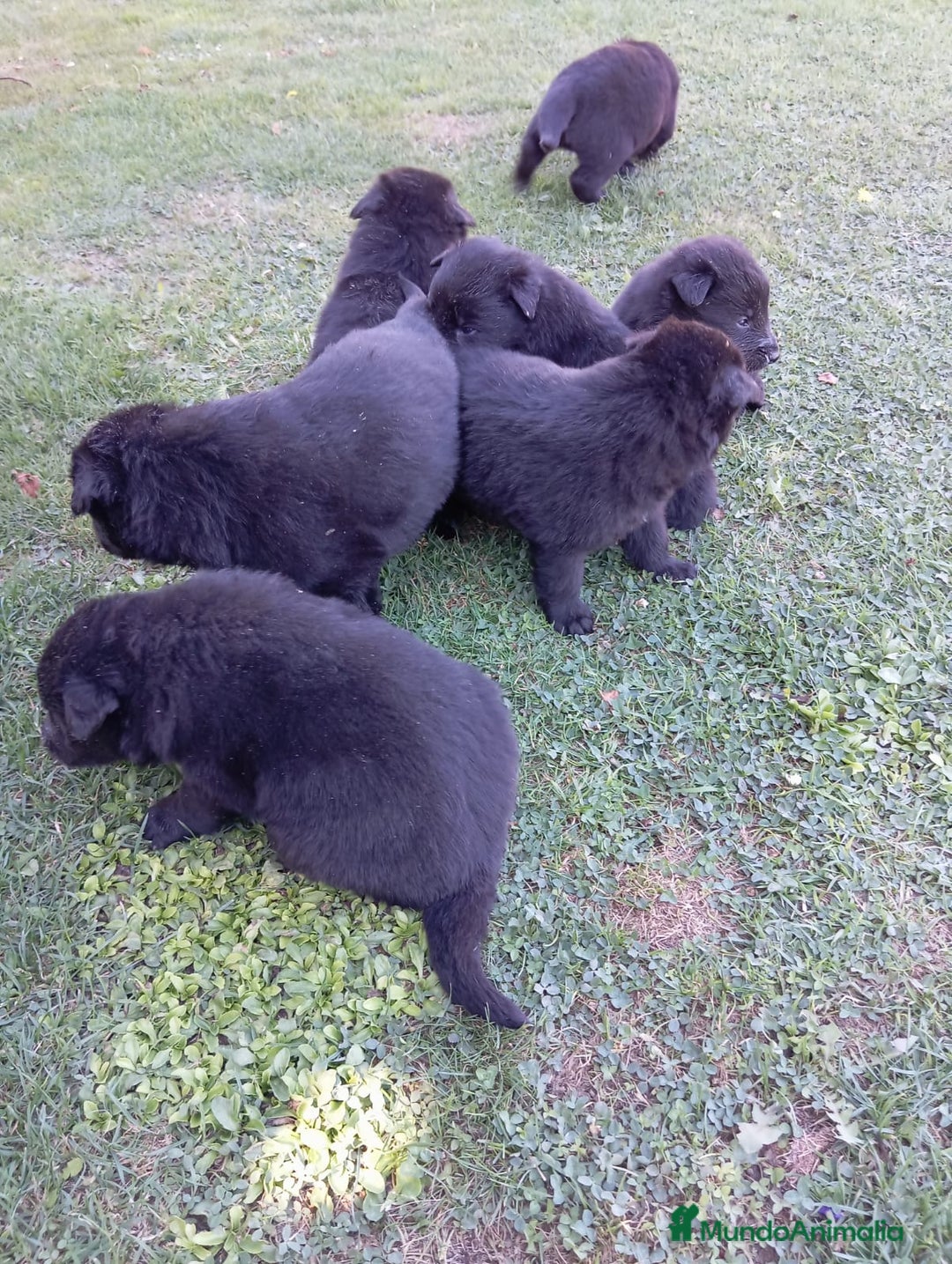 Pastor Belga Groenendael perros en venta: Camada de Pastor Belga Groenendael - Imagen 9