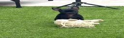 Chihuahua perros en venta: Chihuahua hembra panterita negra  - Anuncio 2