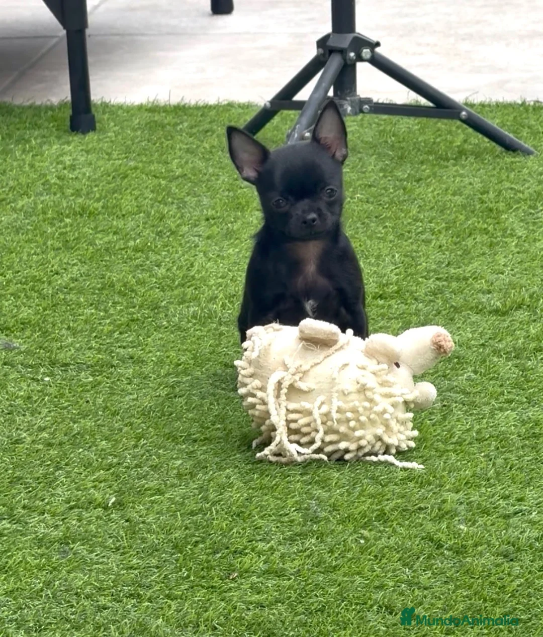 Chihuahua perros en venta: Chihuahua hembra panterita negra  - Anuncio 2
