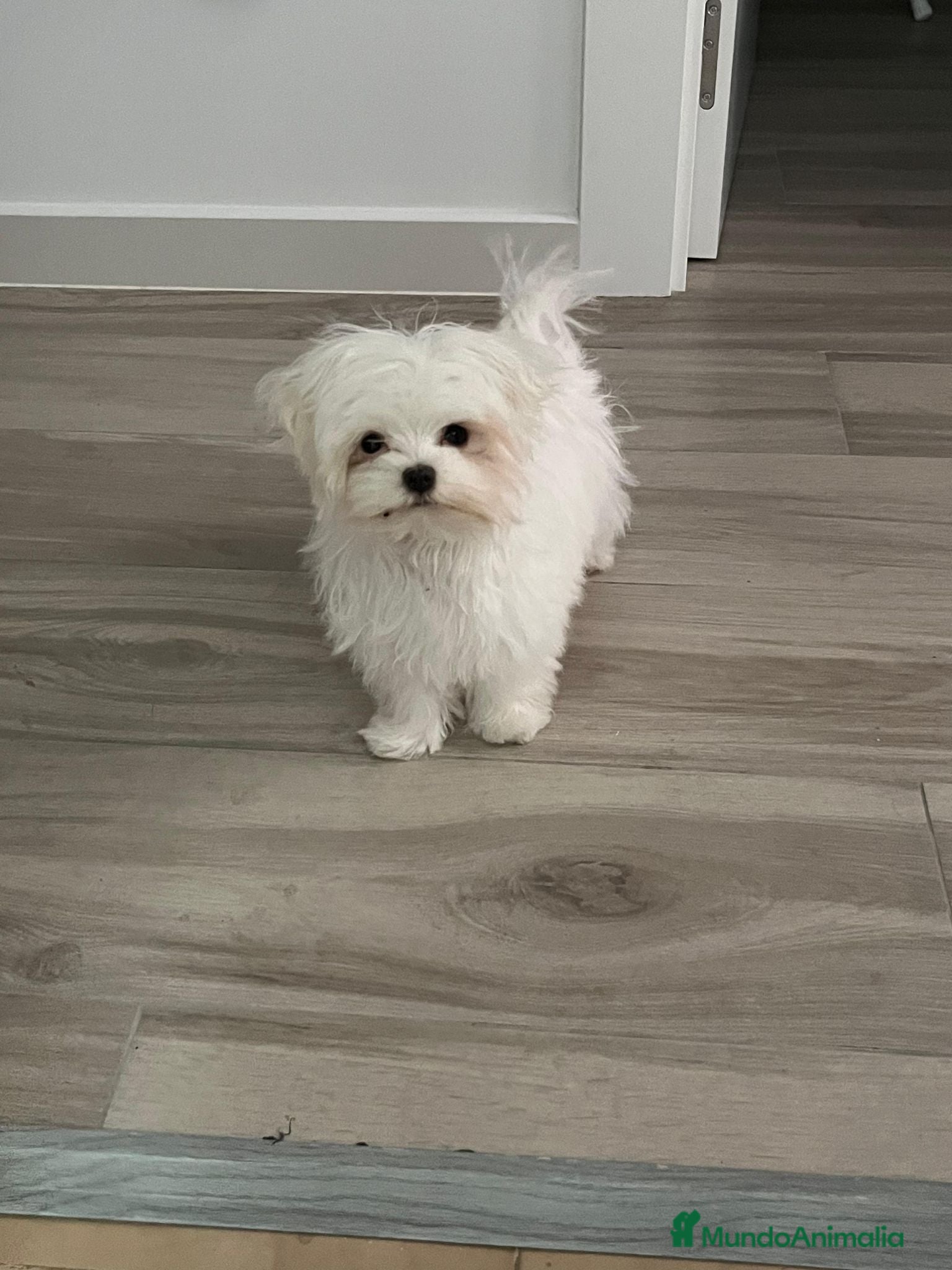 Bichón Maltés perros Bichón maltes mini  - Anuncio 3