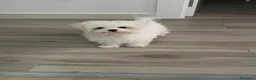 Bichón Maltés perros en venta: Bichón maltes mini  - Anuncio 1