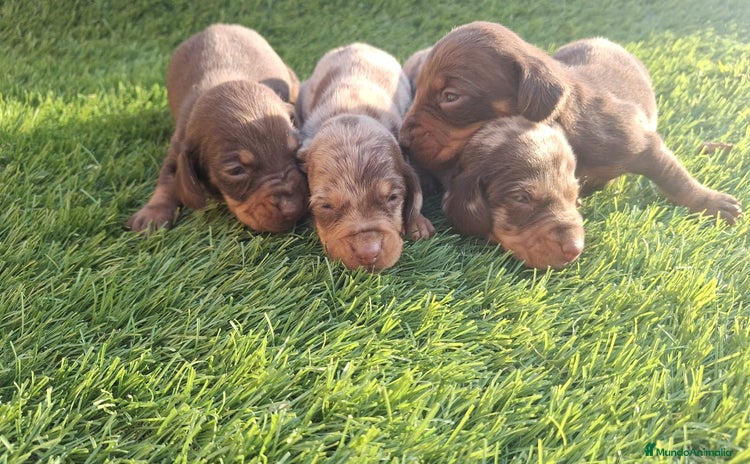 Teckel Miniatura perros Teckel Mini Hembra Arleq.Choco - Anuncio 8