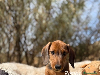 Teckel Miniatura perros - Anuncio 13