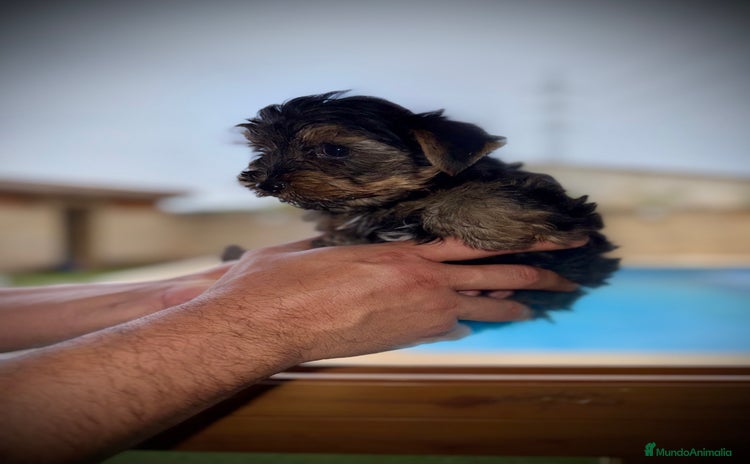 Yorkshire Terrier perros - Anuncio 4