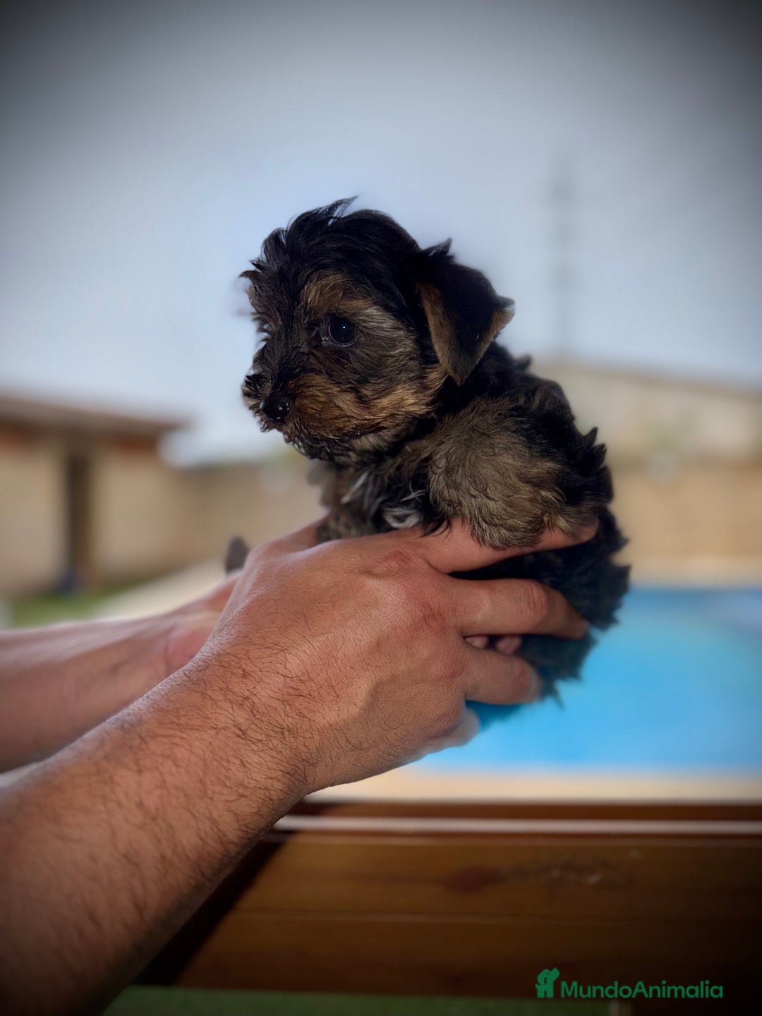 Yorkshire Terrier perros en venta: Yorkshire mini - Imagen 1