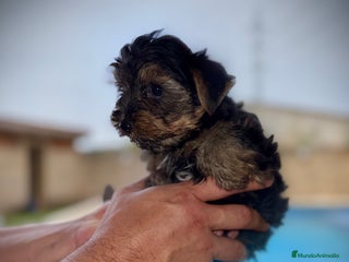 Yorkshire Terrier perros - Anuncio 6
