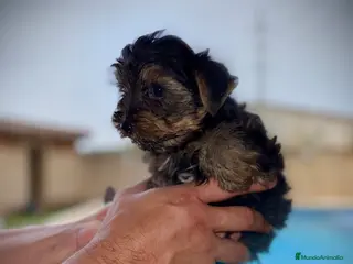 Yorkshire Terrier perros Yorkshire mini - Anuncio 1