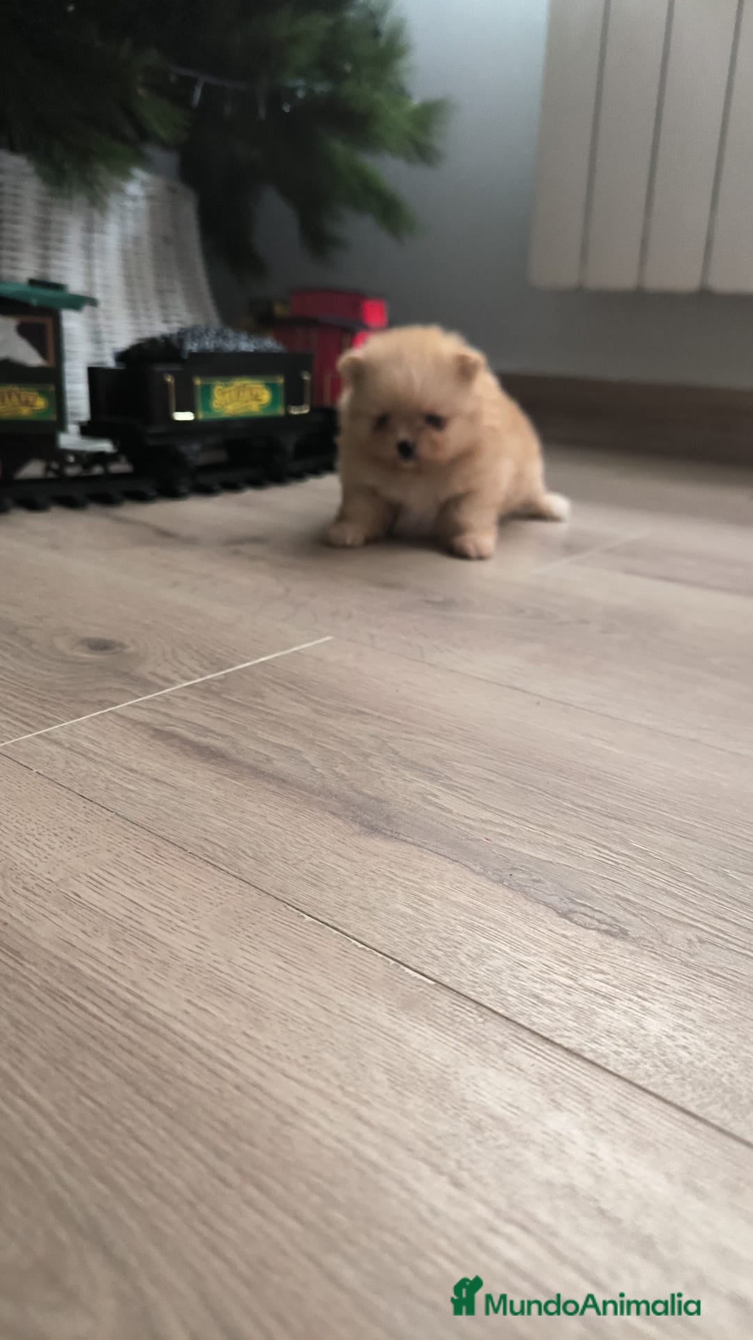 Pomerania perros en venta: Lulu Pomerania toy cara osito naranja blanco - Anuncio 3