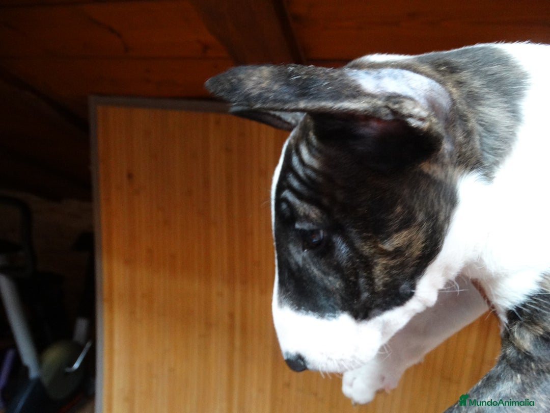 Bull Terrier perros en venta: CAMADA BULL TERRIER - Imagen 4