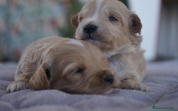 Maltipoo perros en venta: 🐾 Kepi y Harry – Maltipoo en sus primeros días ☁️ - Imagen 1