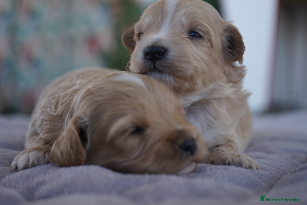 Maltipoo perros en venta: 🐾 Kepi y Harry – Maltipoo en sus primeros días ☁️ - Imagen 1