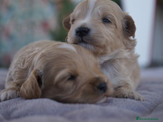 Maltipoo perros - Anuncio 3