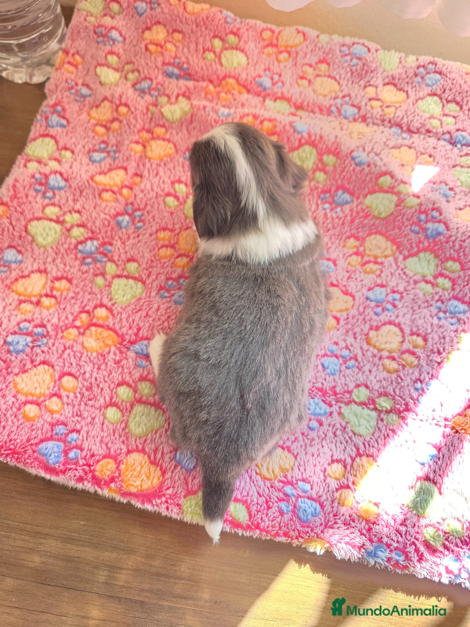 Chihuahua perros Chihuahuas miniatura  - Anuncio 2