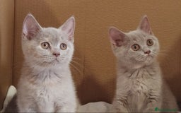 Británico de Pelo Corto gatos en venta: British Shorthair última hembra  - Imagen 3
