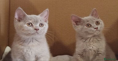 Británico de Pelo Corto gatos - Anuncio 4